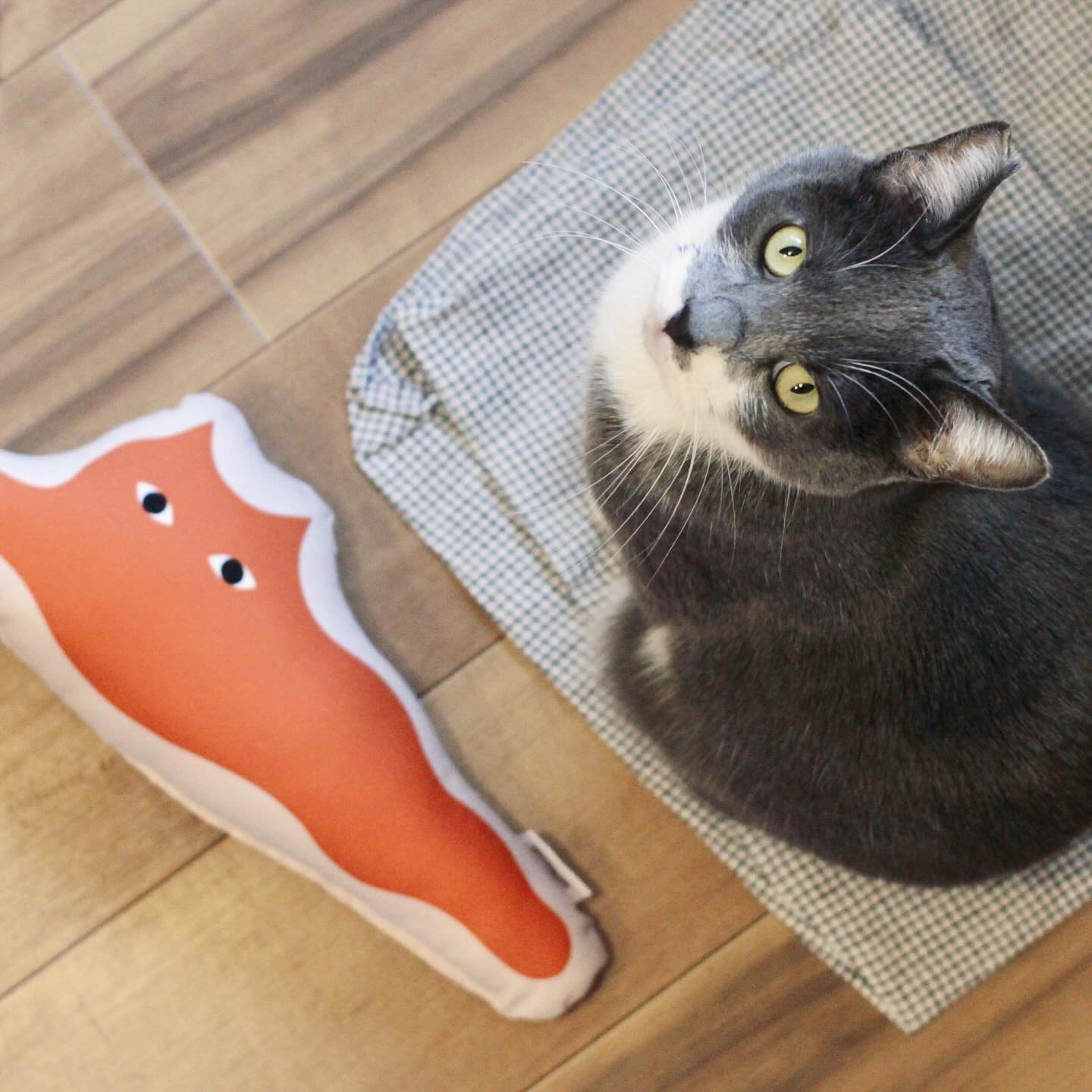 【数量限定】ねこは液体 けりぐるみ
