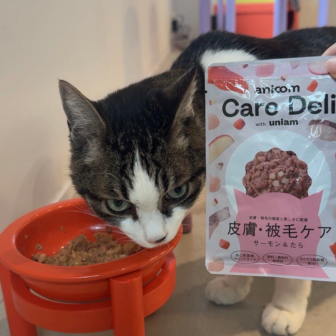 Care Deli 皮膚被毛ケアとねこの投稿イメージ