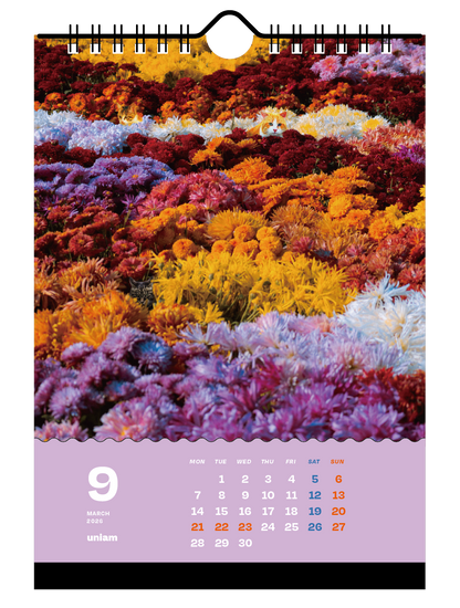 【数量限定】ねこどこカレンダー2026