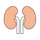 腎臓・尿路の健康