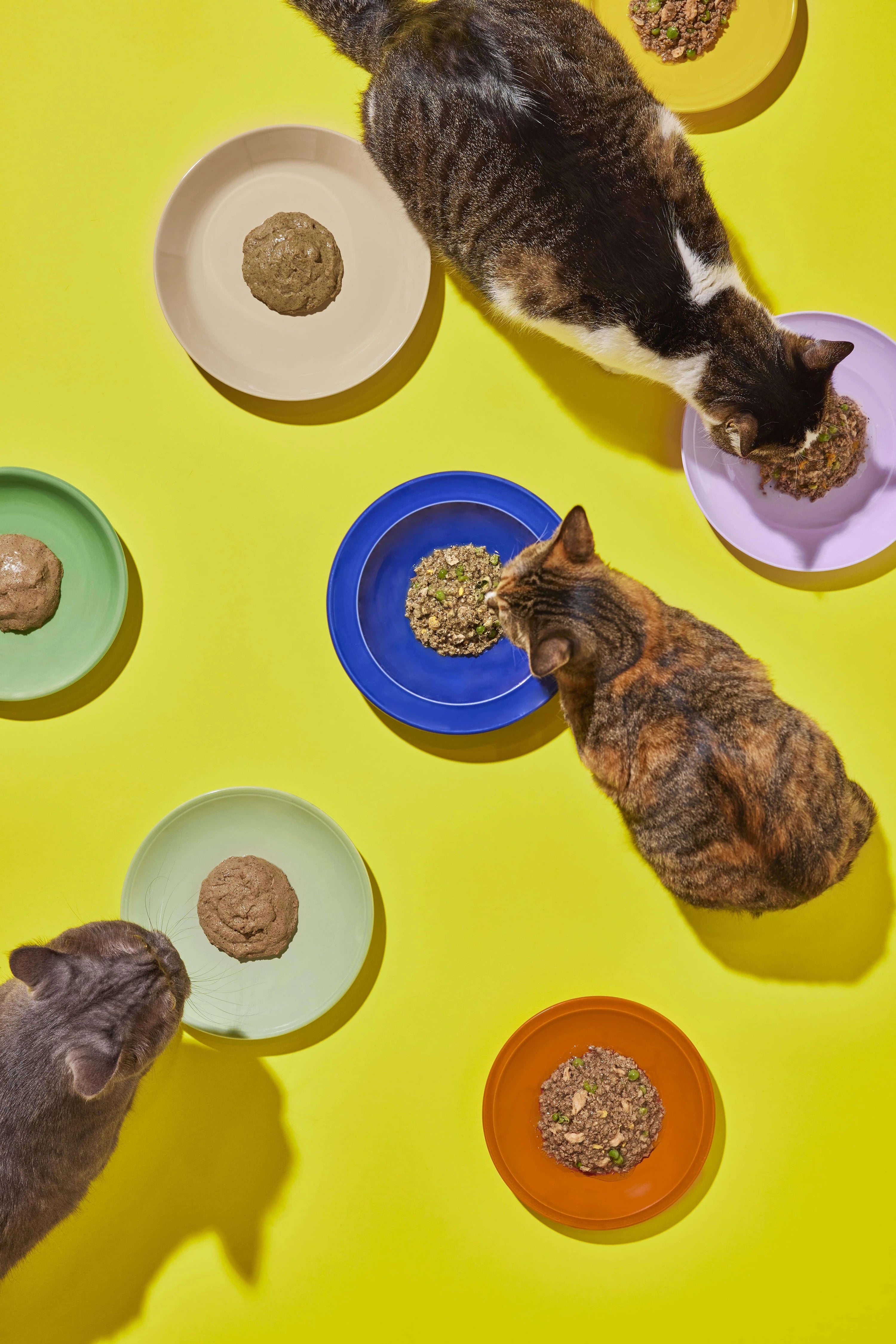 ねこ科学に基づいたレシピ