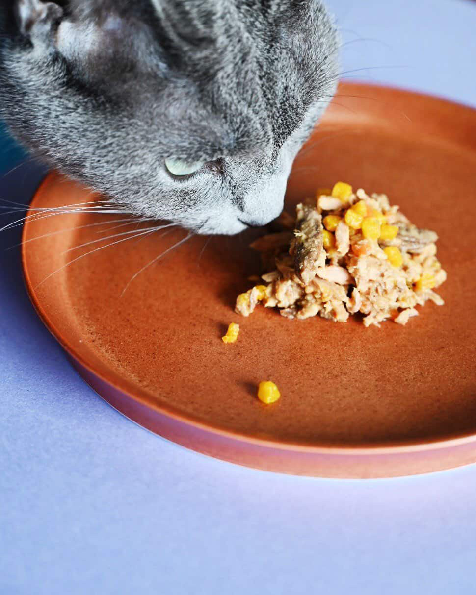Care Deliを食べるねこの投稿イメージ