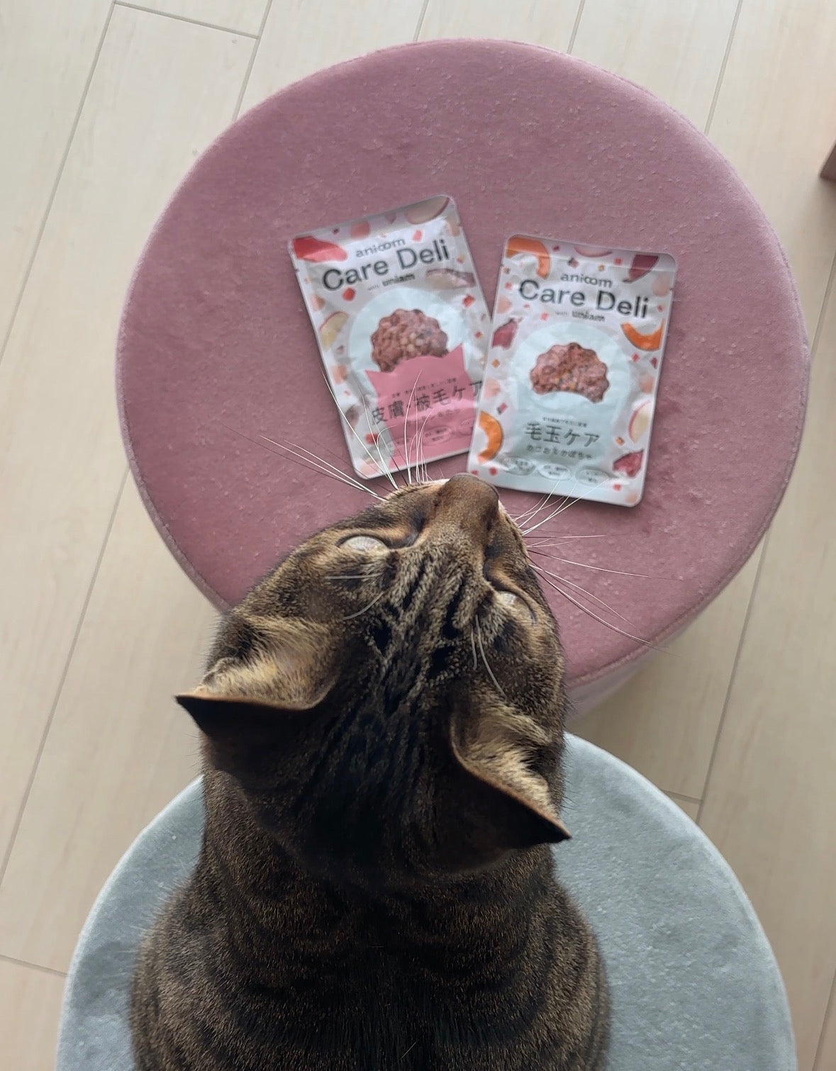 Care Deliとねこの投稿イメージ